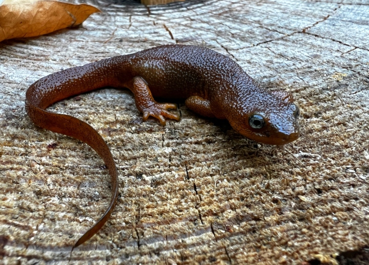 California Newt